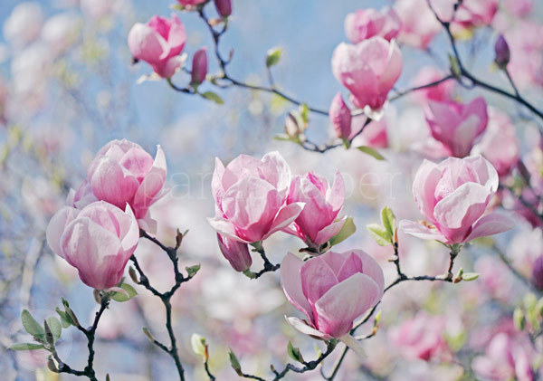 Postkarte "Magnolienblüten"