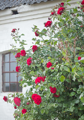 Postkarte "Rote Rosen am Fenster"