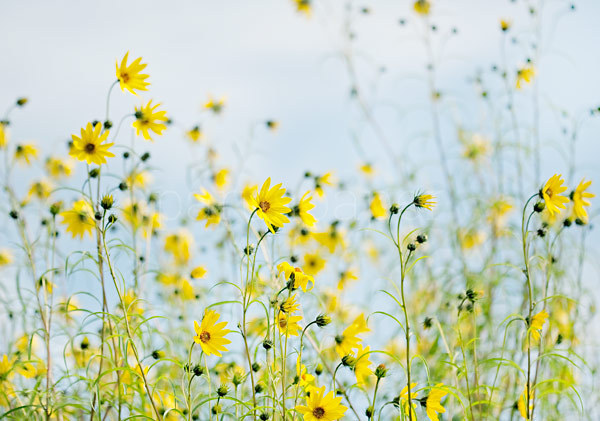 Postkarte "Weidenblättrige Sonnenblume"