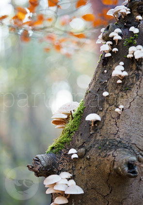 Postkarte "Pilze am alten Baum"