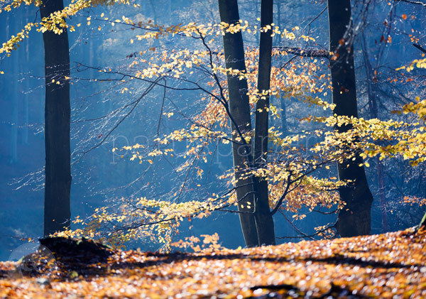 Postkarte "Herbstleuchten im Wald"