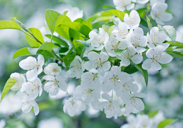 Postkarte "Weiße Zierapfelblüten"