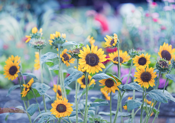 Postkarte "Sommerabend mit Sonnenblumen"