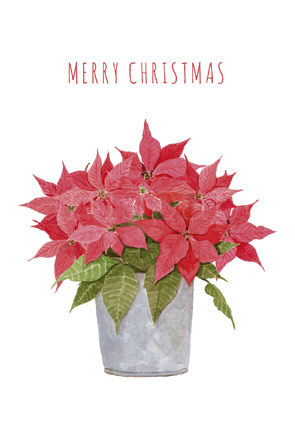 Postkarte "MERRY CHRISTMAS Weihnachtsstern"