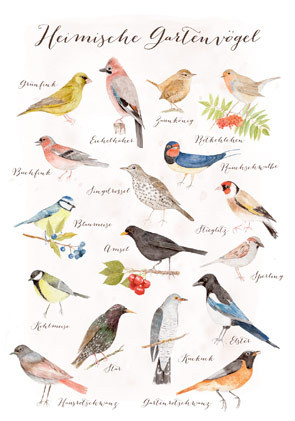 Postkarte "Heimische Gartenvögel"