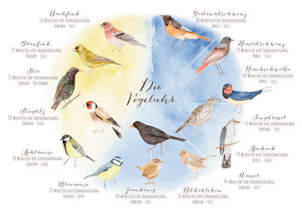 Postkarte "Die Vogeluhr"