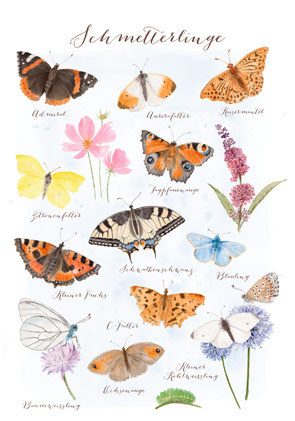 Postkarte "Schmetterlinge"