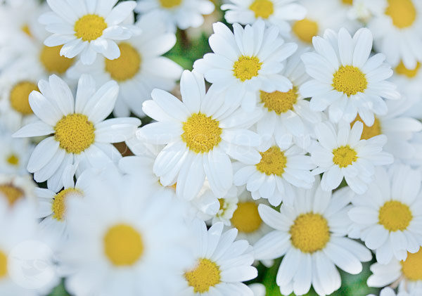 Klappkarte "Weiße Chrysanthemen"