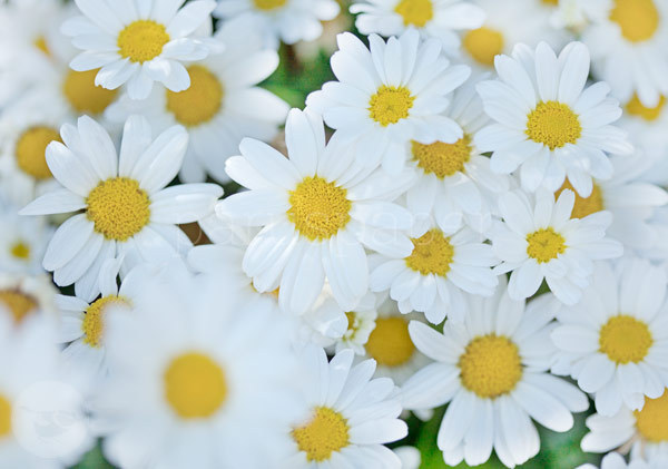 Postkarte "Weiße Chrysanthemen"