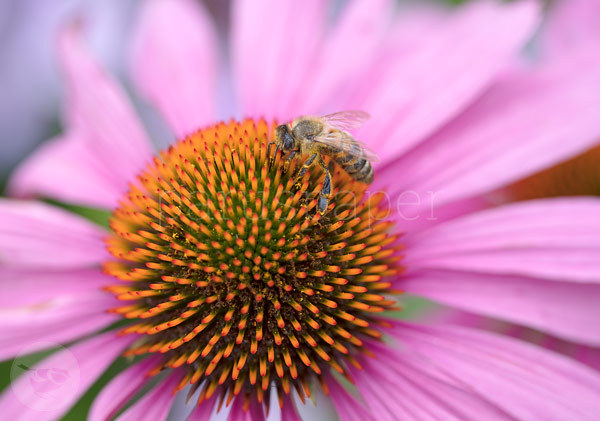 Postkarte "Honigbiene besucht Echinacea"