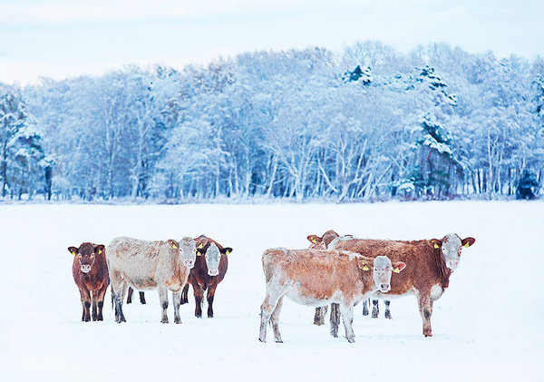 Postkarte "Rinder im Schnee"