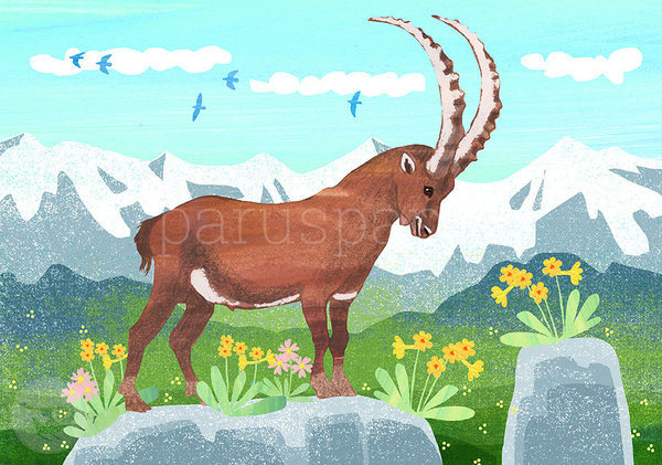 Postkarte "Steinbock im Gebirge"